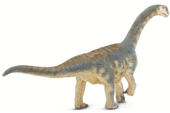 Camarasaurus cm 35